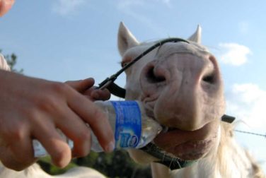 lead a horse to water