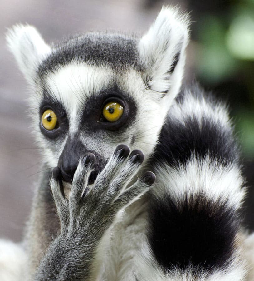 Ringtail Lemur