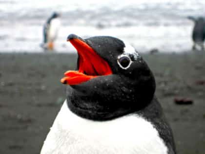 Penguin