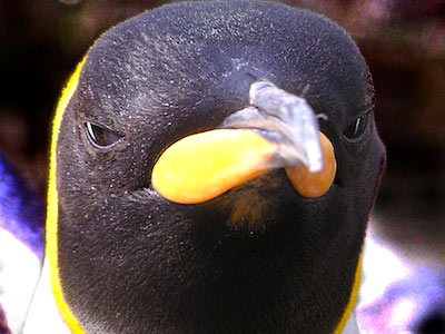 Google Penguin 4.0 Update Sept 23 2016