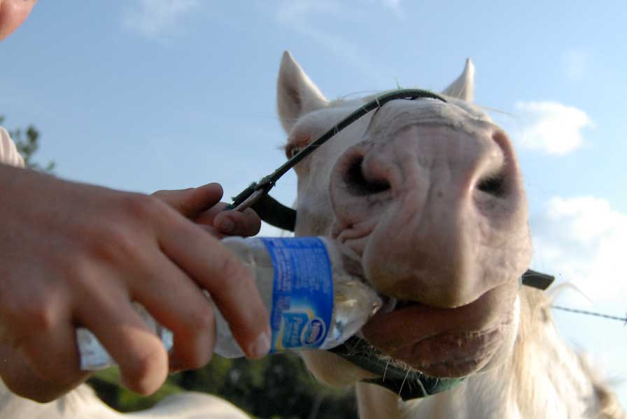 lead a horse to water