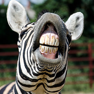 Google Zebra Algorithm Update
